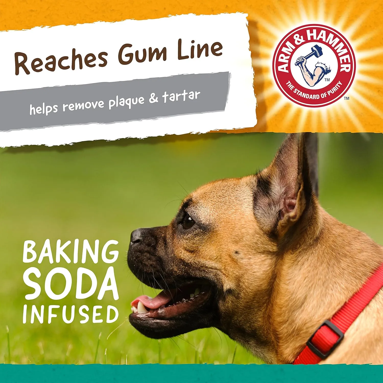 Arm & Hammer Ora-Play T-Bone Dental Chew Toy for Dogs Best Dog Chew Toy for Moderate Chewers Reduces Plaque & Tartar Buildup Without Brushing, Peanut Butter Flavor (Pack of 24)