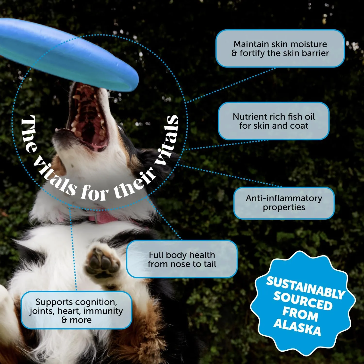Pet Honesty Wild Alaskan Salmon Oil, Omega-3 Fish Oil for Dogs and Cats, Fatty Acids, Salmon Oil for Dogs, Skin and Coat Health, Pure Dog Food Topper, Supports Joints, Brain & Heart Health - 16 oz