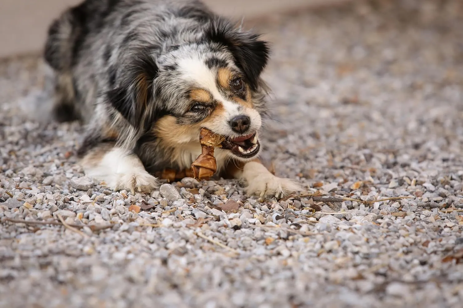 Real Peanut Butter Dog Treats Mini Bones, (16ct) Collagen Smart Bones for Dogs Rawhide for Small and Medium Breeds,Collagen Sticks for Dogs.