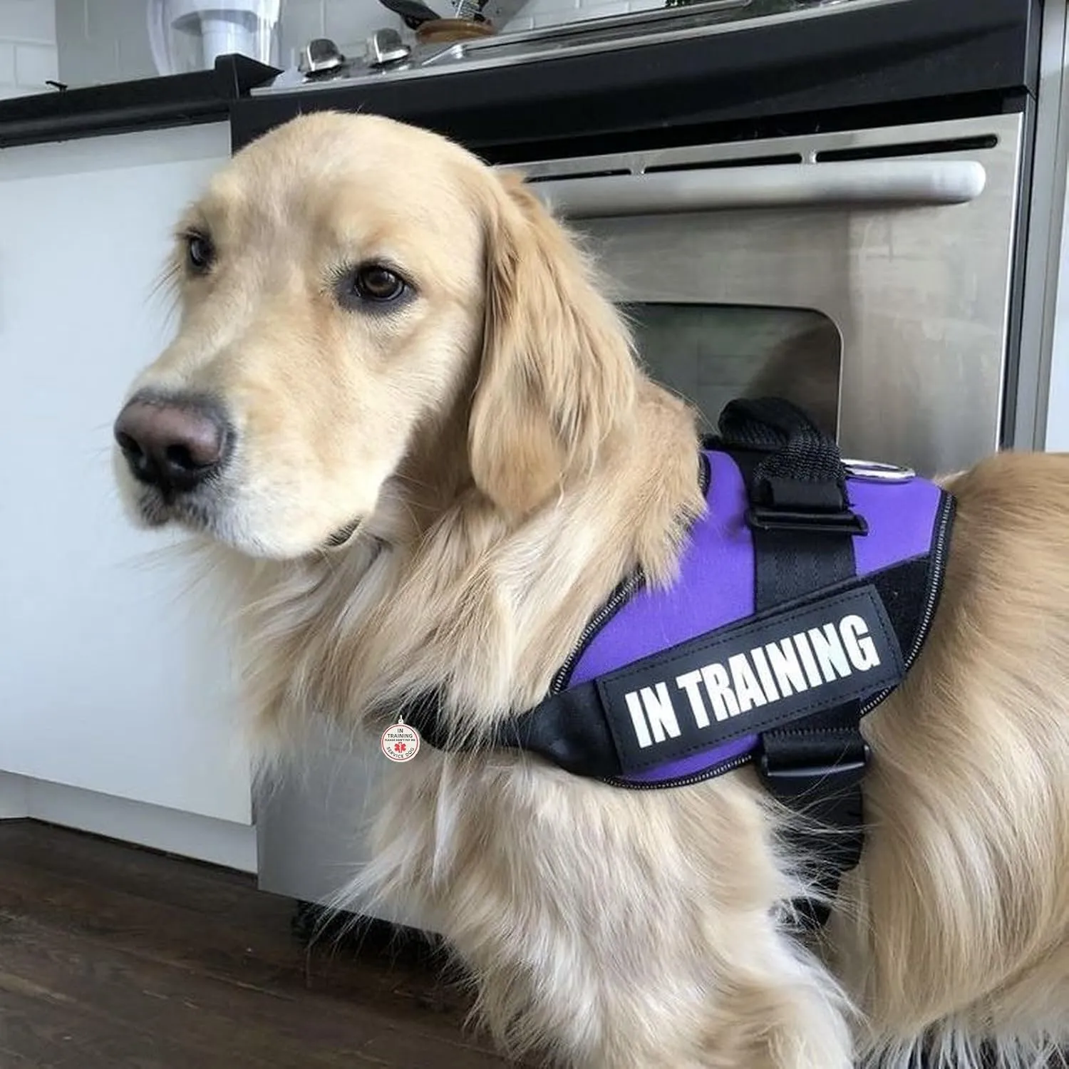 Service Dog in Training Tag, ID Tag Removable to Collar, Harness (Medium)