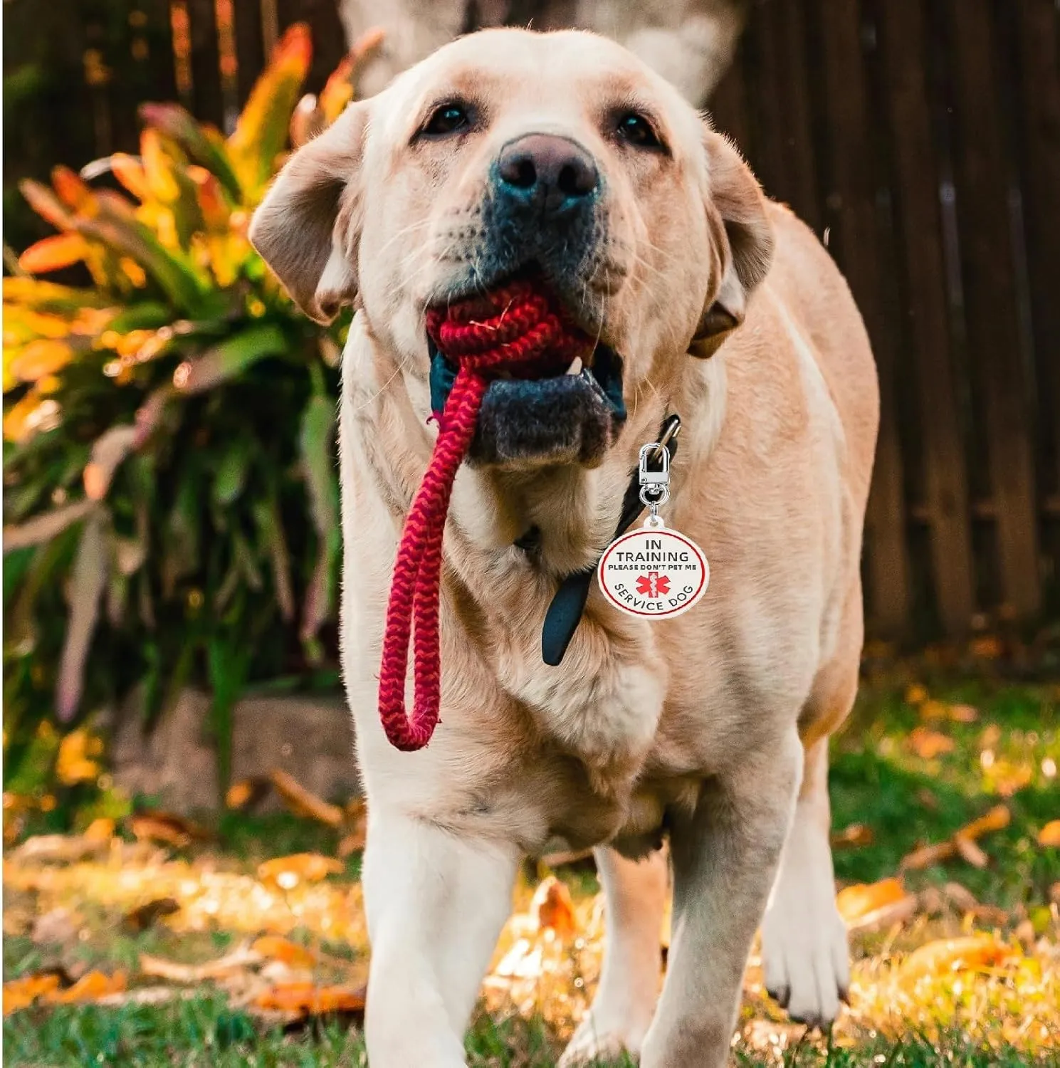 Service Dog in Training Tag, ID Tag Removable to Collar, Harness (Medium)