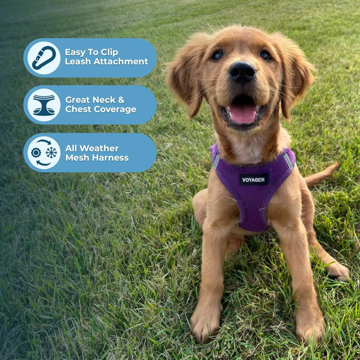Voyager Step-in Air Cat Harness - All Weather Mesh Step in Vest Harness for Small and Medium Cats by Best Pet Supplies - Harness Leash Set (Purple), XXS