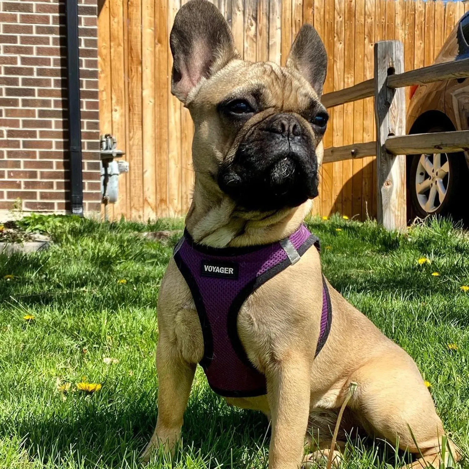 Voyager Step-in Air Dog Harness - All Weather Mesh, Reflective, No Pull Harness for Small, Medium Dogs, Cats - Secure with Hook & Loop Fastener, Buckle, Double D-Rings - Purple/Black Trim, XS