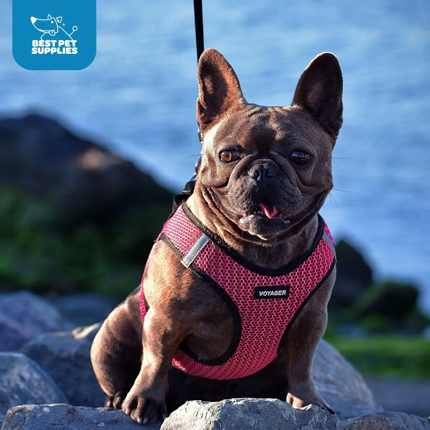 Voyager Step-in Air Dog Harness - All Weather Mesh, Reflective, No Pull Harness for Small, Medium Dogs, Cats - Secure with Hook & Loop Fastener, Buckle, Double D-Rings - Purple/Black Trim, XS