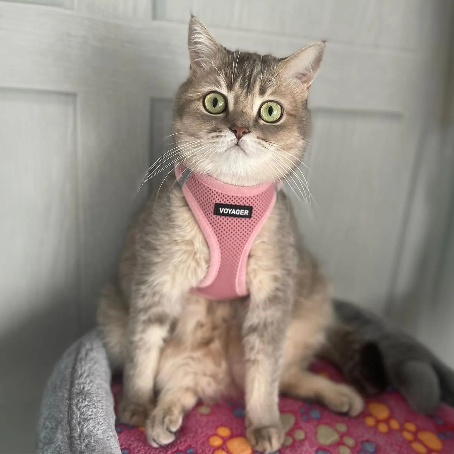 Voyager Step-In Air Dog Harness by Best Pet Supplies - All Weather Mesh Step in Vest Harness for Small and Medium Dogs, Pink, size L - Chest: 18 - 20.5"